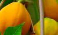 Healing effects of papaya