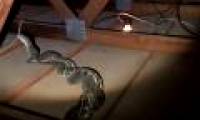 Hearing strange noises in the attic, startled to discover a fierce battle