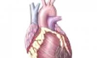 Heart disease risk meter