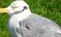 Heartbroken image of gulls were pierced by arrows