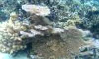 Heat-resistant coral reefs: struggle to survive when the Earth heats up