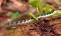 Heavy shock at the sight of the mantis killing the snake