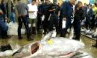 Heavy tuna in Japan