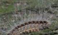 Helicopters declare war on caterpillars