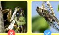 Hello!  I am a cicada and you are scolding me wrong!