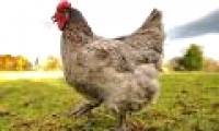 Hens know the weather forecast
