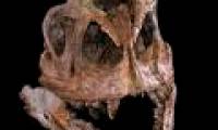 Herbivorous dinosaurs received ancestors