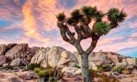 Here's Why This Plant Grows Super Slow: It Only Grows 3cm a Year