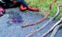 Hero dog, sacrificing himself to save the owner from poisonous snakes