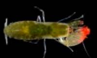 Heterosexual shrimp have 1 more, sounding louder than a rock show