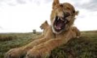 Hide camera under elephant dung to steal lions