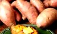 High-yield Hoang Long sweet potato