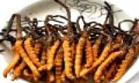 Himalayan Cordyceps endangered