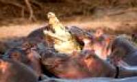 Hippopotamus minus the crocodile