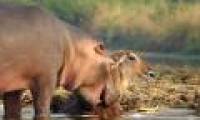 Hippopotamus rescues the antelope almost to be drowned by crocodile