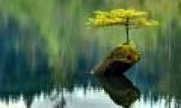 History, meaning, the false bon and the collection of 30 beautiful carbon trees