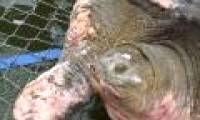 Ho Guom Turtle is 'grandmother'