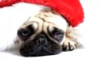 Holiday blue: Holiday depression is a real phenomenon and what does science say?