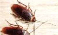 Home to kill insects