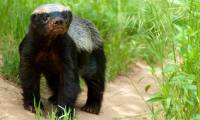 Honey badger - the king of the grasslands, the king of sarcasm, the reckless prince, the lord of 'carefree' attitude!