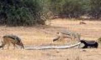 Honey badgers and jackals teamed up to win the python