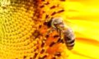 Honey bees 'addiction' pesticides?