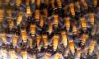 Honey bees create waves to chase enemies away