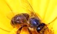 Honey bees originated in Asia