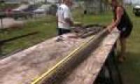 Hornbeam is 4 meters long, pregnant 73 eggs hatched by hunters