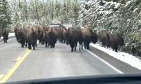 Horrified driver encounters 150 bison spilling onto the road