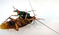 Horrifying Emerald Wasps, Nightmares with Cockroaches