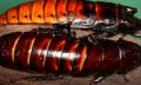 Horror giant cockroach crawling on people's hands, being a pet