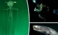 Horror sea monster videos live on the ocean floor