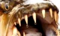 Horror with 'freshwater monsters' riverbed