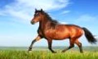 Horses are as smart as dolphins and doves