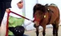 Horses replace guide dogs