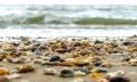 Hot sun 'boiled' hundreds of thousands of mussels and mussels along the coast