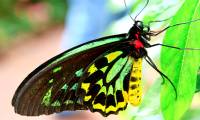 How are butterflies and moths different?