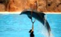 How are dolphins trained?