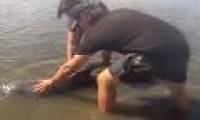 How are dolphins washed ashore, first aid?