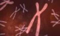 How can the DNA recovery system replicate chromosomes?