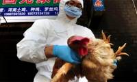 How dangerous is H3N8 bird flu to humans?