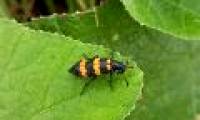 How dangerous is the caterpillar poisoning?