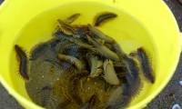 How dangerous is the worm appearing in Vung Tau beach?