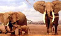 How do animals find a mate and maintain the breed?