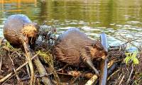 How do beavers build giant dams?