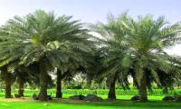 How do palm trees survive hurricanes and tornadoes?