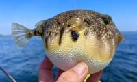 How do puffer fish inflate and why do they do it?
