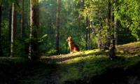 How do stray dogs find their way home?
