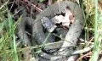 How does a male snake find a mate?